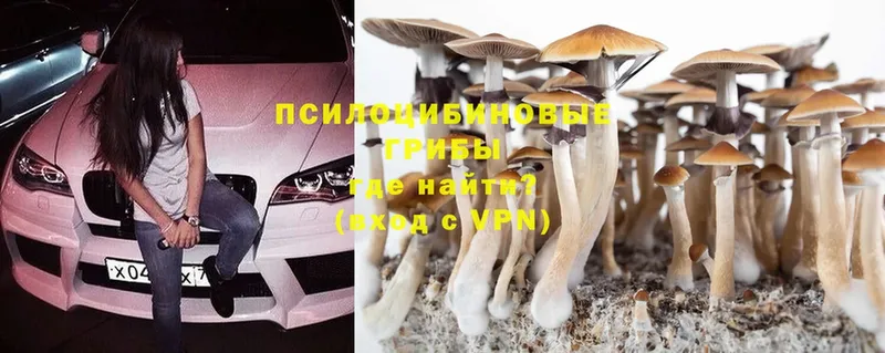 Псилоцибиновые грибы Psilocybe  Сорск 